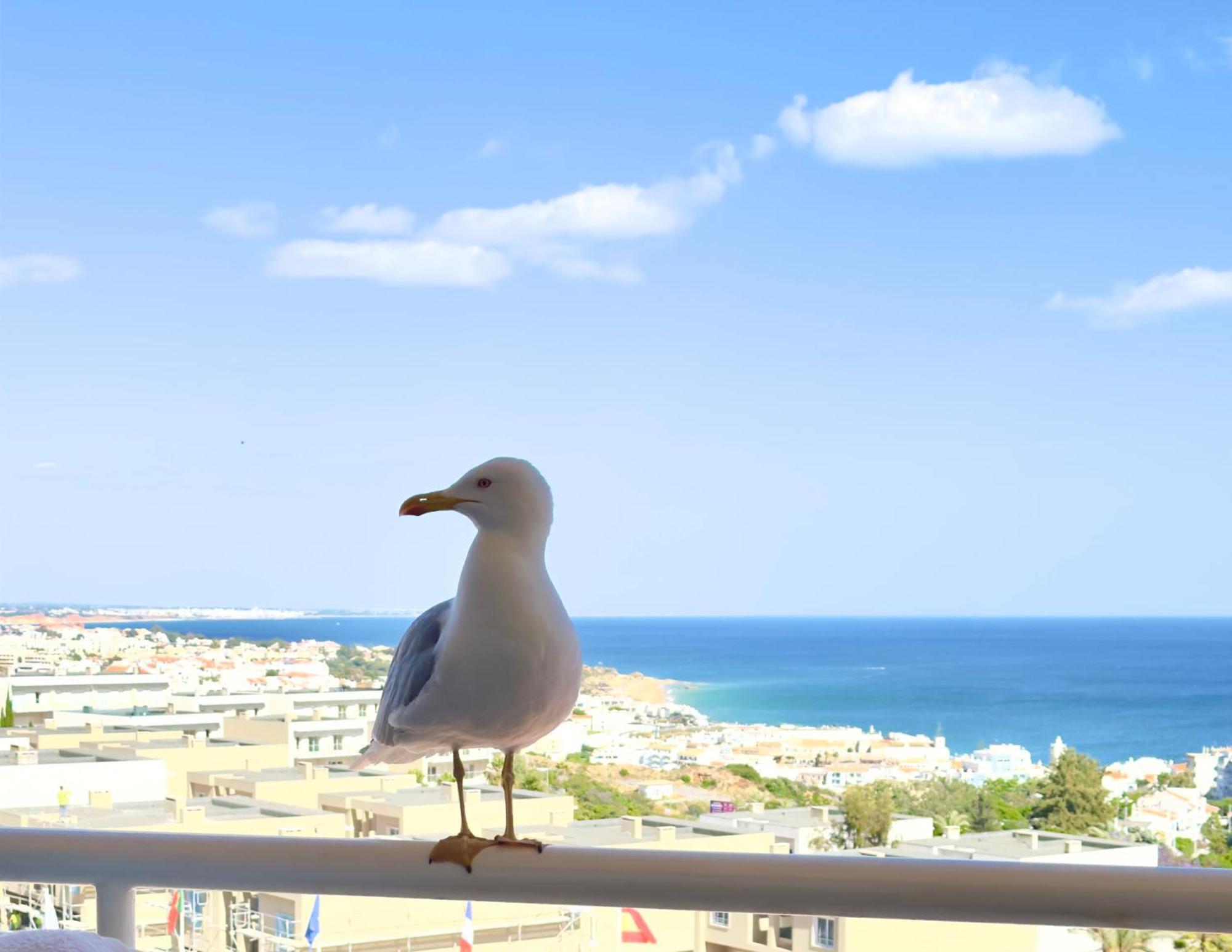 Apartment Les 3 Dauphins In อัลบูเฟรา ภายนอก รูปภาพ